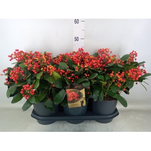 Skimmia jap. 'Beautiful'