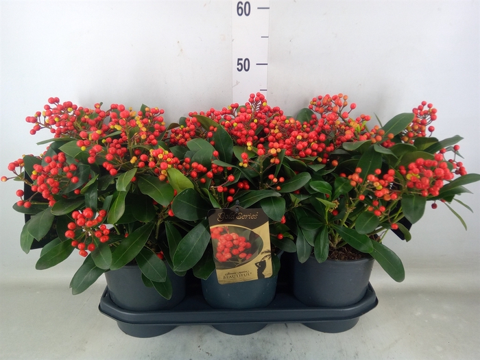 <h4>Skimmia jap. 'Beautiful'</h4>