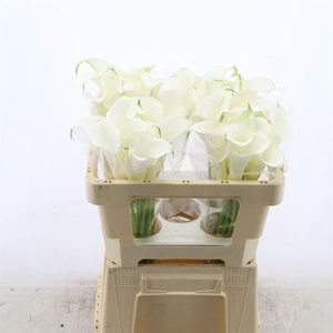 Calla Crystal Clear