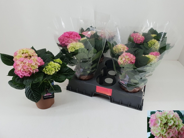 <h4>HYDR M HI MEADOW</h4>