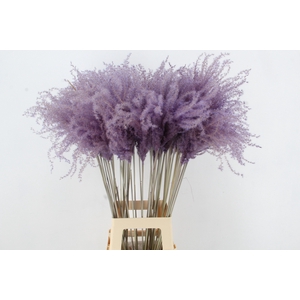 DF Miscanthus 90cm Milka