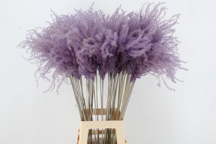 <h4>DF Miscanthus 90cm Milka</h4>