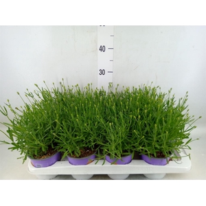 Lavandula angus. 'Essence Pure'