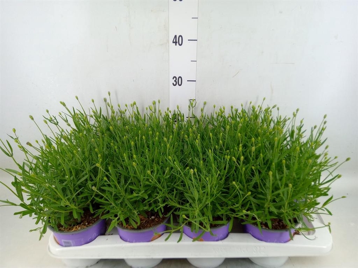 <h4>Lavandula angus. 'Essence Pure'</h4>