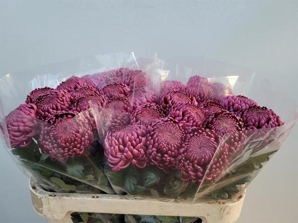 <h4>CHR G BIGOUD PURP</h4>