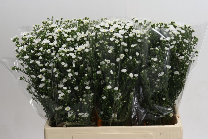 <h4>Aster Paquita</h4>