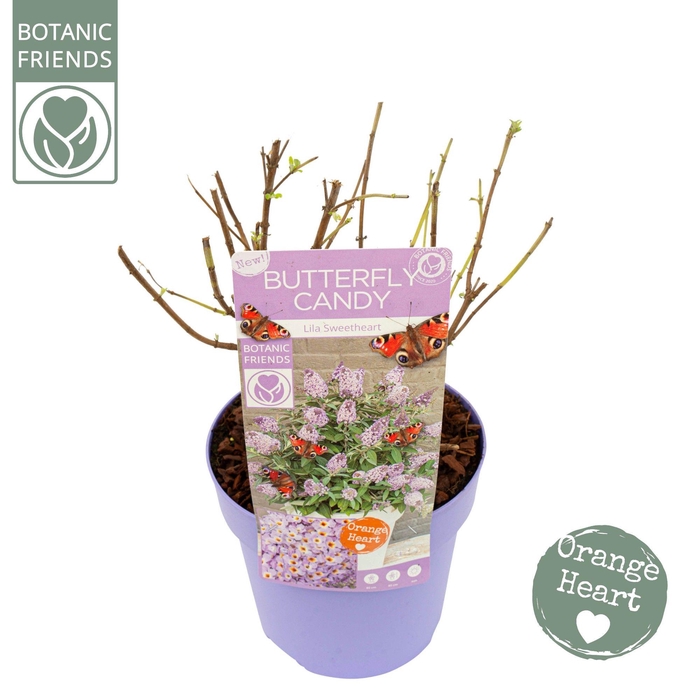<h4>Buddleja Butterfly Candy 'Lila Sweetheart'®</h4>