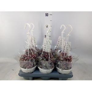 Ceropegia woodii 'Variegata'