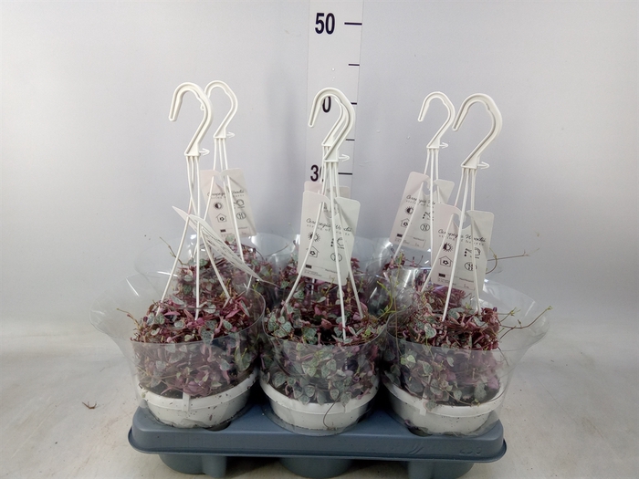 <h4>Ceropegia woodii 'Variegata'</h4>