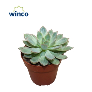 Echeveria California Queen