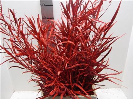 <h4>Grevillea Rood</h4>