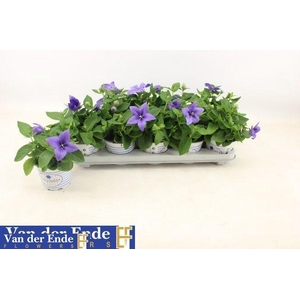 PLATYCO GR PST BLUE