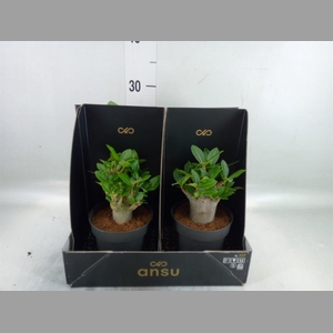 Adenium NB 'Ansu Baobab'