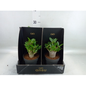 Adenium NB 'Ansu Baobab'