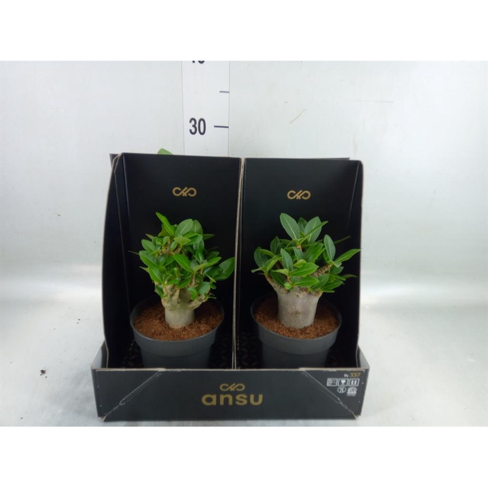 <h4>Adenium NB 'Ansu Baobab'</h4>