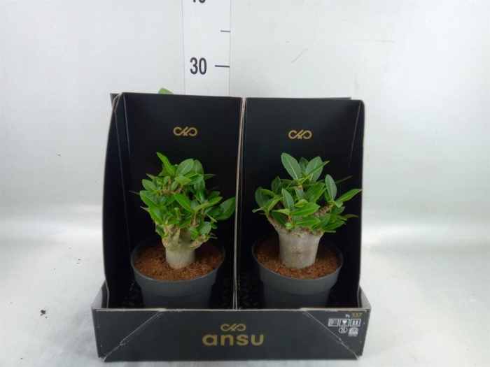 <h4>Adenium NB 'Ansu Baobab'</h4>