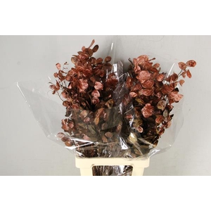 Df Lunaria Bs Brown