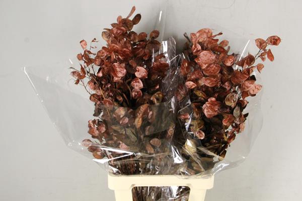 <h4>Df Lunaria Bs Brown</h4>