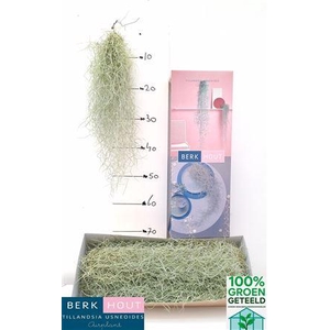 Till Usneoides