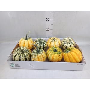 Cucurbita pepo 'Festival'