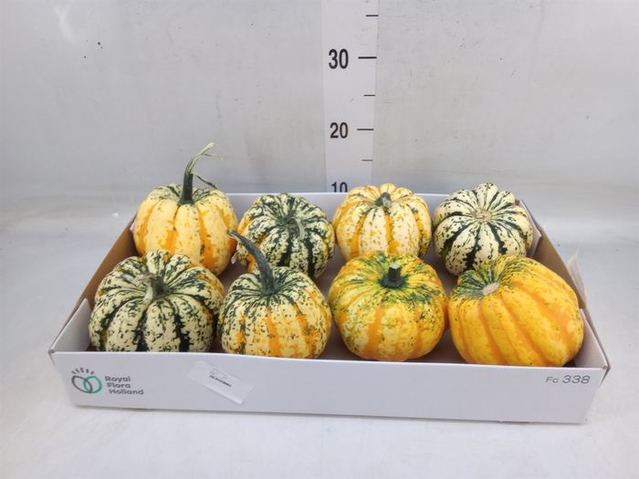 <h4>Cucurbita pepo 'Festival'</h4>