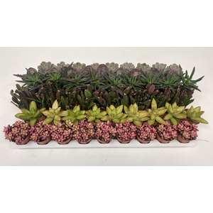 Succulenten Herfst mix