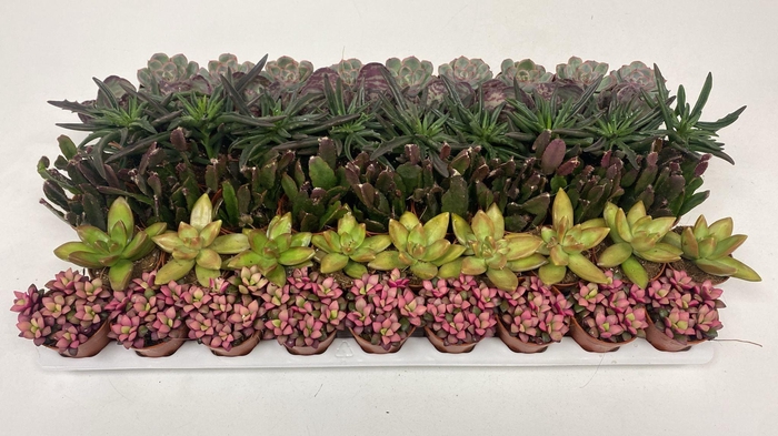 <h4>Succulenten Herfst mix</h4>