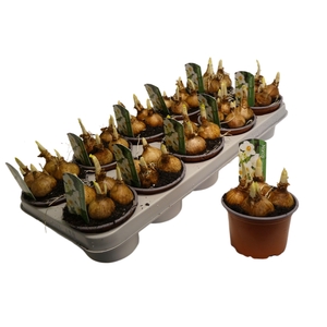 Narcis Geranium 12cm