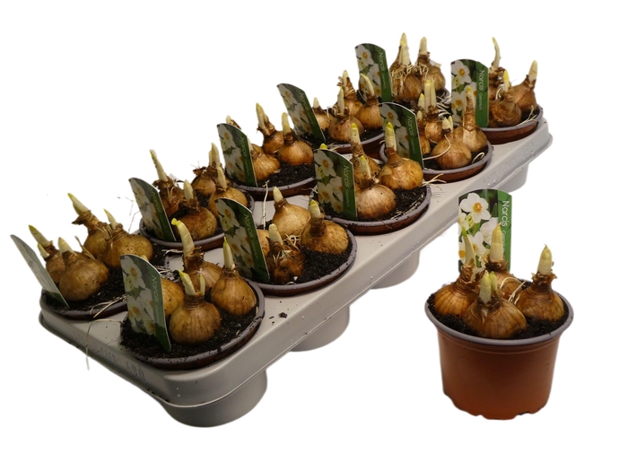 <h4>Narcis Geranium 12cm</h4>