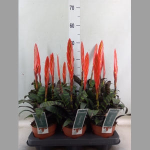Vriesea  'Era'