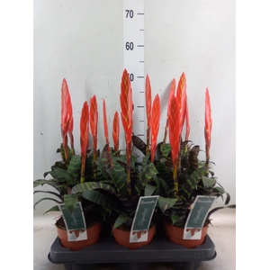Vriesea  'Era'