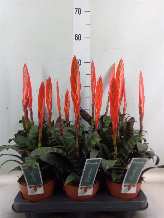 <h4>Vriesea  'Era'</h4>