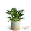 PHILODENDRON ERUBESCENS P10 WB GREEN