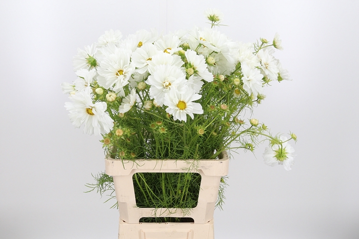 <h4>Cosmos Bipinnatus Roze</h4>