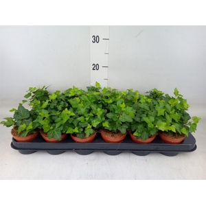 Hedera helix 'Wonder'