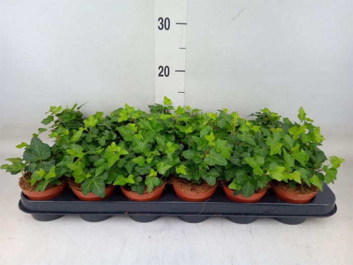 <h4>Hedera helix 'Wonder'</h4>