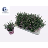 Dianthus Pink Kisses
