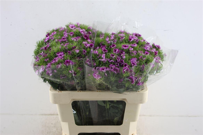 <h4>Di Barb Purple</h4>