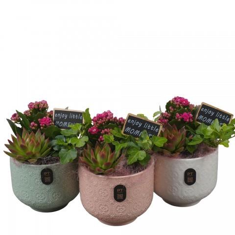 <h4>PTIB5180 Arrangement Indoor in keramiek pot</h4>