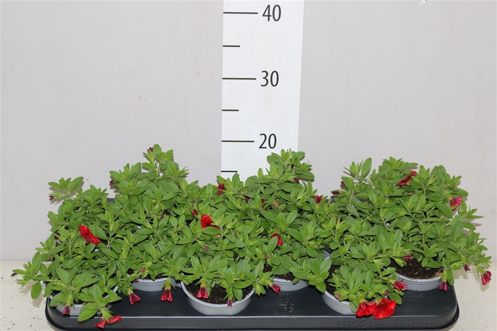 <h4>Calibrachoa Red</h4>