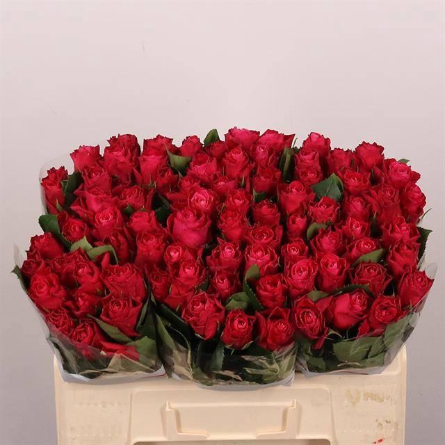 <h4>R GR MOVIE STAR</h4>