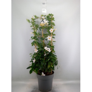 Mandevilla am. 'Diaman Jade White'