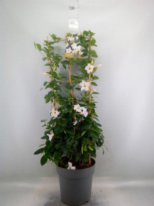 <h4>Mandevilla am. 'Diaman Jade White'</h4>