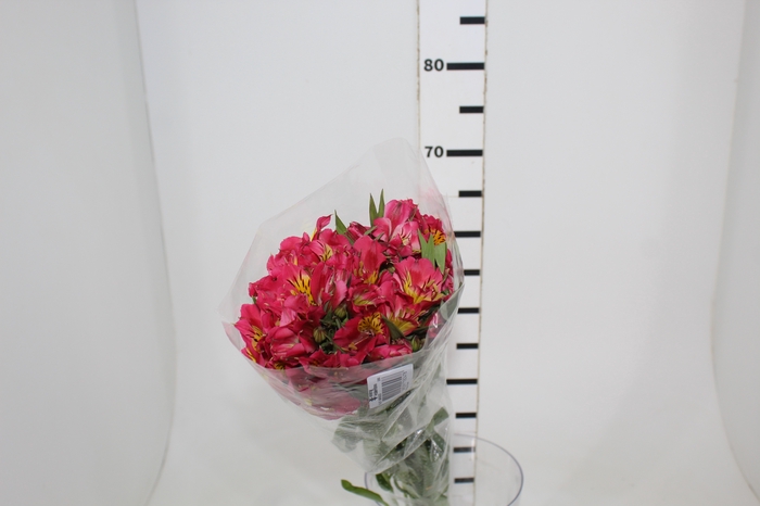 <h4>ALSTROEMERIA ALYNA 080 CM</h4>