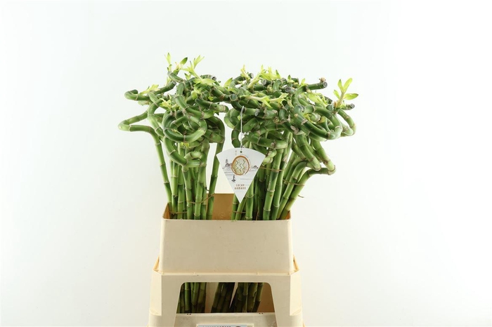 <h4>Drac Bamboo Spiral 90cm</h4>