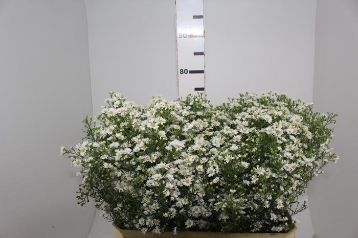 <h4>ASTER BRANCO 070 CM</h4>