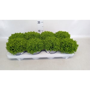 Hebe  'Emerald Gem'