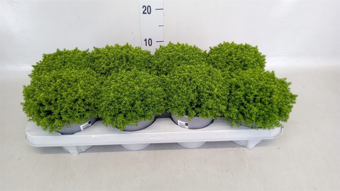 <h4>Hebe  'Emerald Gem'</h4>