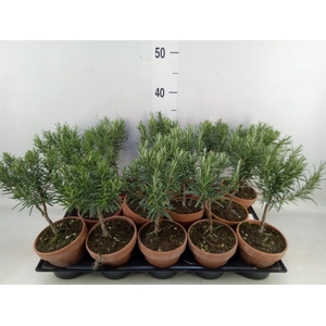 Rosmarinus officinalis   ...