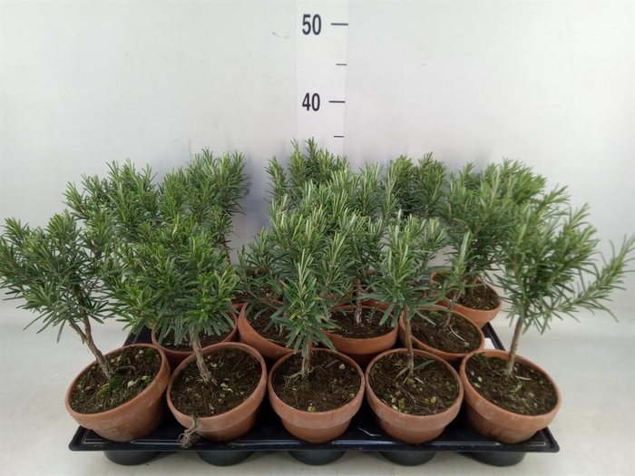 <h4>Rosmarinus officinalis ...</h4>